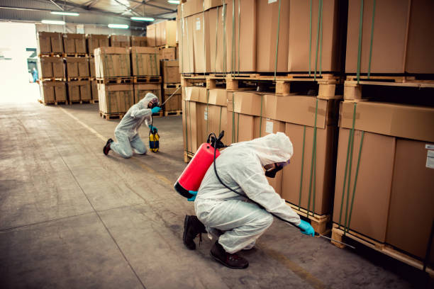 Best Termite Control Services  in Long Lake, MN