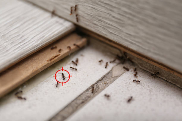 Best Ant Control Services  in Long Lake, MN