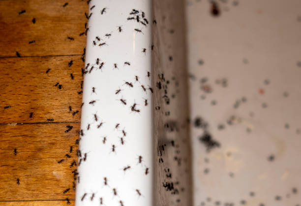Best Best Pest Control Companies  in Long Lake, MN