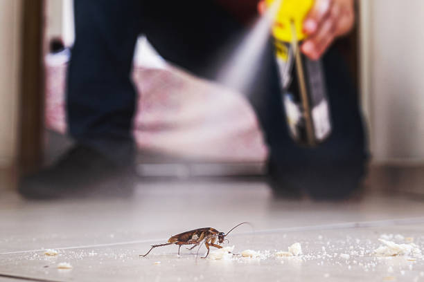 Best Flea Control Services  in Long Lake, MN